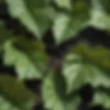 Close-up view of poison ivy leaves showcasing their glossy texture and unique formation.