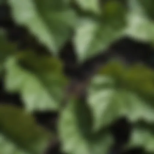 Close-up view of poison ivy leaves showcasing their glossy texture and unique formation.