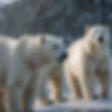 On Thin Ice: Polar Bears in a Warming World Polar Bear Facing Habitat Loss