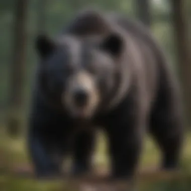 Black bear showcasing its powerful physique