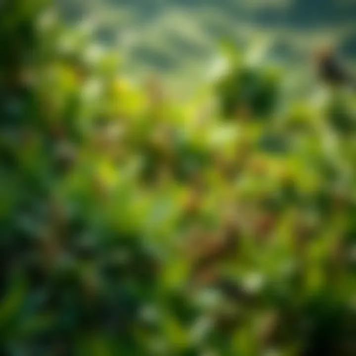 Diverse Ecosystem Vitality A lush green landscape showcasing diverse plant life