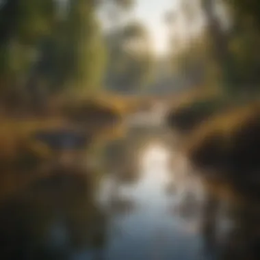 Harmonious balance in a natural wetland with waterfowl