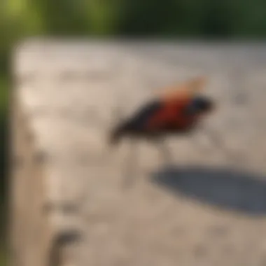 A homeowner using natural repellents to deter boxelder bugs around their property.