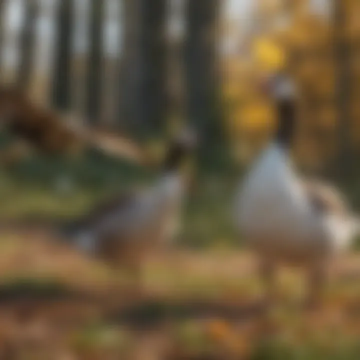 Graphic depicting non-lethal geese control methods