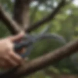 Pruning shears cutting tree limb