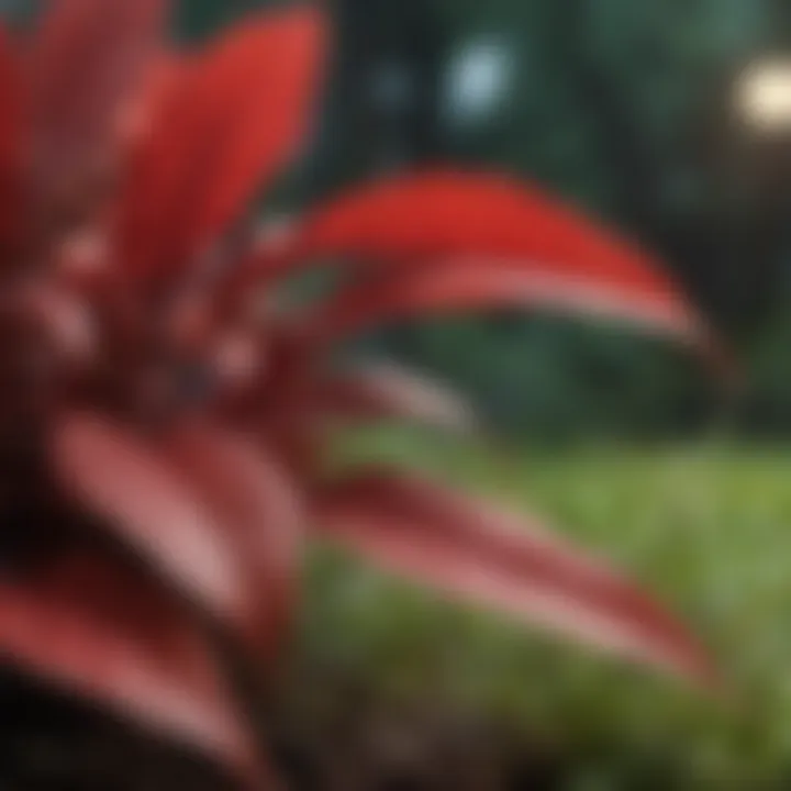 Close-up of red-leafed plant varieties