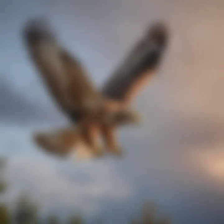 Rehabilitated hawk soaring back into the sky