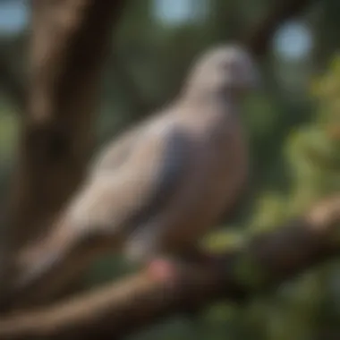 Rescued dove perched on a tree branch