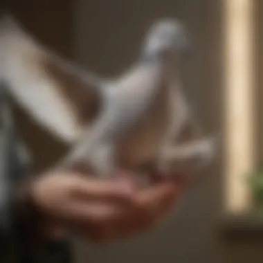 Graceful Dove Being Supported by a Gentle Hand Delicate dove perched on a caring hand