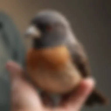 A close-up of a wounded bird being assessed in a rehabilitation center