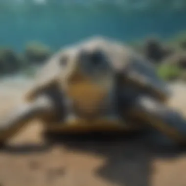 Innovative Bycatch Reduction for Sea Turtles Sea Turtle Bycatch Reduction Techniques