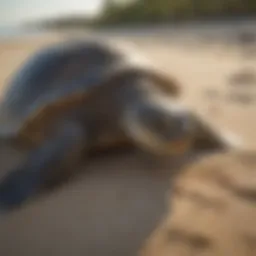 Sea Turtle Nesting Site Preservation