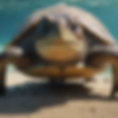 Consequences of Plastic Pollution on Sea Turtles Sea Turtle Plastic Pollution Impact