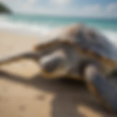 Insights from Sea Turtle Satellite Tracking Sea Turtle Satellite Tracking Study