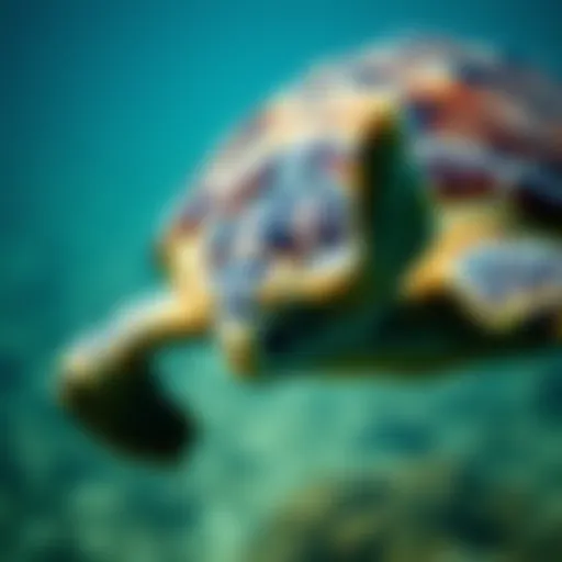 Sea Turtles in Danger: An In-Depth Examination of Threats and Conservation Efforts Introduction
