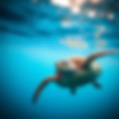 Notable Sea Turtles in Danger: An In-Depth Examination of Threats and Conservation Efforts Notable Sea Turtles in Danger: An In-Depth Examination of Threats and Conservation Efforts
