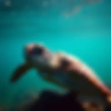 Sea Turtles in Danger: An In-Depth Examination of Threats and Conservation Efforts Summary Sea Turtles in Danger: An In-Depth Examination of Threats and Conservation Efforts Summary