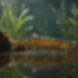 A diverse array of minnows swimming in a pond ecosystem