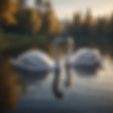 Serene Swans Gliding on a Peaceful Lake