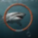 Shark with Circle Hook in Ocean