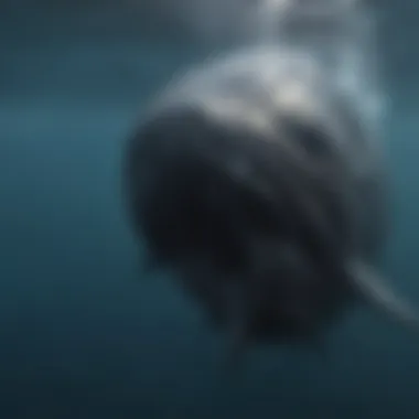 Sperm Whale Pod Communication Sperm Whale Pod Communicating Through Clicking Sounds