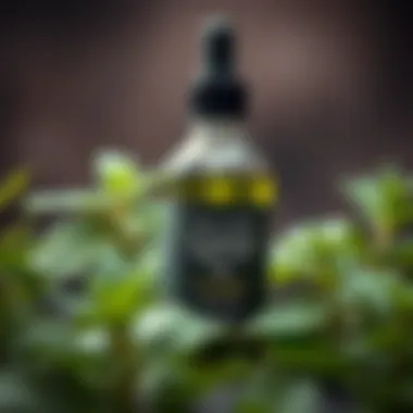 Stinging Nettle Oil A bottle of stinging nettle oil with natural ingredients