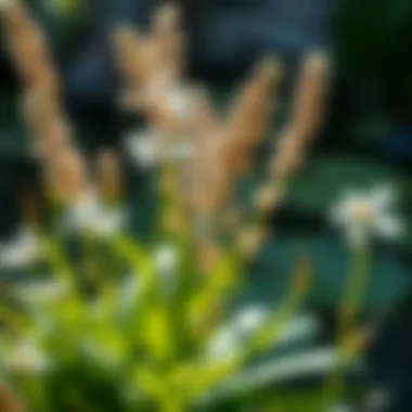Essential Native Flora A close-up view of native plants suitable for pond environments.