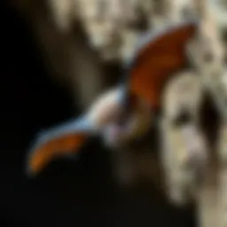 Strategies for Encouraging Flight: How to Get a Bat to Come Out of Hiding Introduction