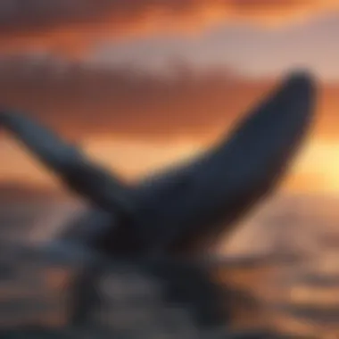 Humpback whale fluking against a backdrop of a stunning sunset