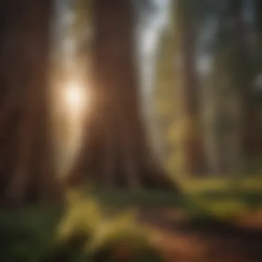 Golden Sunlight Filtering Through Giant Sequoia Leaves Sunlight Filtering Through Giant Sequoia Leaves