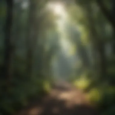 Sunlight filtering through lush green forest canopy