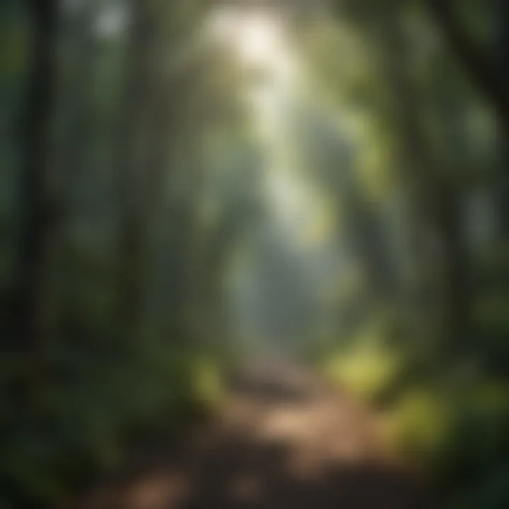 Sunlight filtering through lush green forest canopy