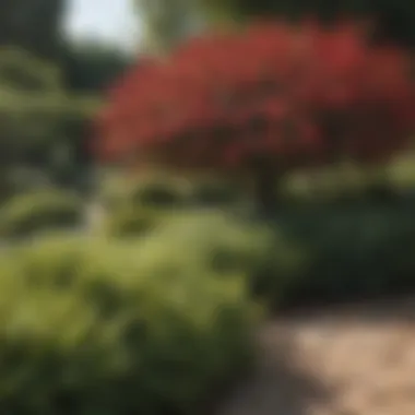 Sustainable Gardening with Low Profile Flowering Shrubs A guided sequence of low profile flowering shrubs arranged in an orderly fashion, emphasizing sustainable gardening practices.