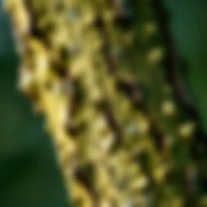 Close-up of slippery elm bark showcasing its texture and color