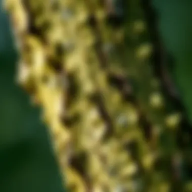 Textural Details of Swanson Slippery Elm Bark Close-up of slippery elm bark showcasing its texture and color