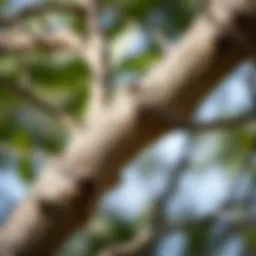 Illustration of Swanson slippery elm bark in its natural habitat