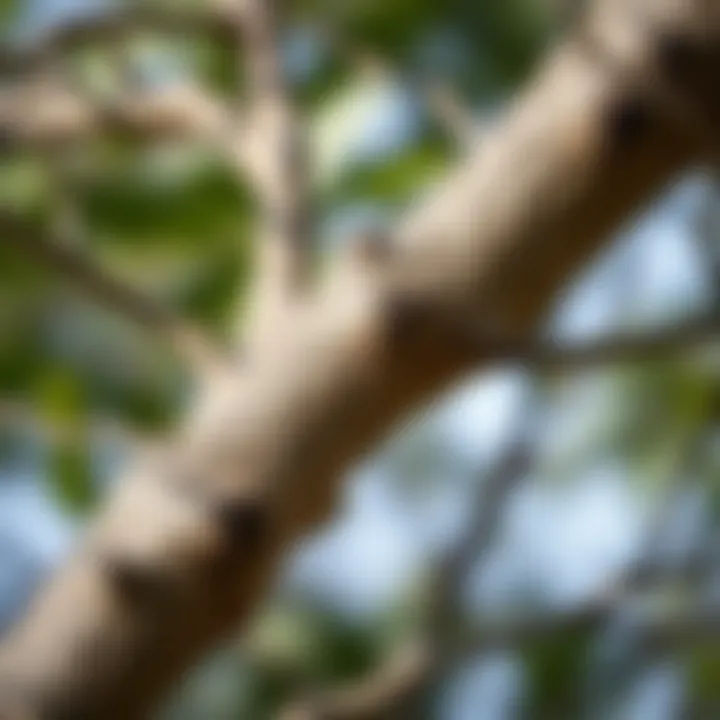 Illustration of Swanson slippery elm bark in its natural habitat
