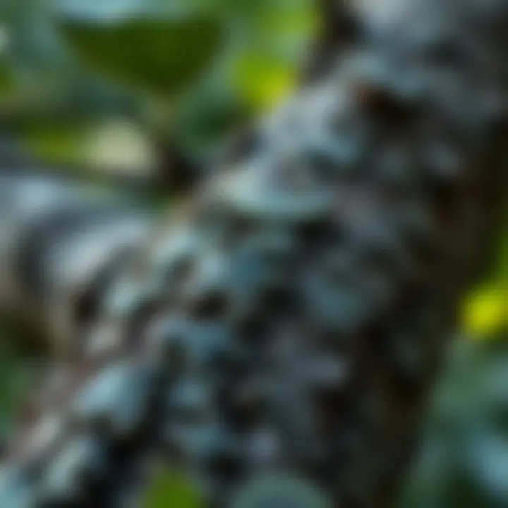 Sustainable practices involving slippery elm in ecological conservation