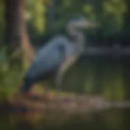 A blue heron standing gracefully by a serene lake