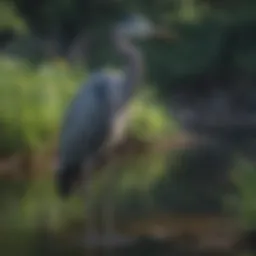 A majestic blue heron standing gracefully by a serene lake