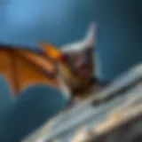 The Comprehensive Guide to Bat Removal in My Area Introduction