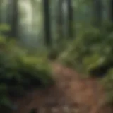 A dense forest affected by invasive plant species