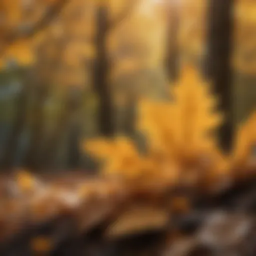 Golden oak leaves in autumn sunlight
