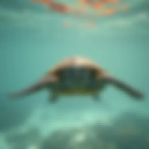 The Habitat of Green Turtles: An In-depth Exploration Introduction
