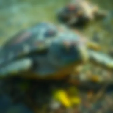 Notable The Habitat of Green Turtles: An In-depth Exploration