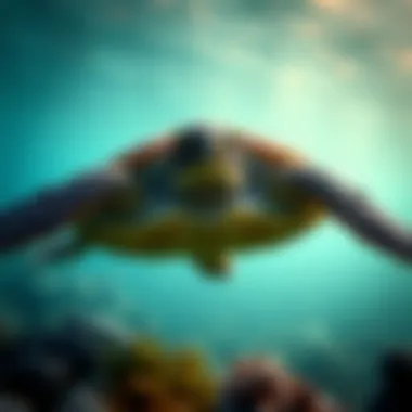 The Habitat of Green Turtles: An In-depth Exploration Summary