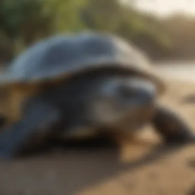Impact of Climate Change on Turtle Habitats Marine environment affected by climate change