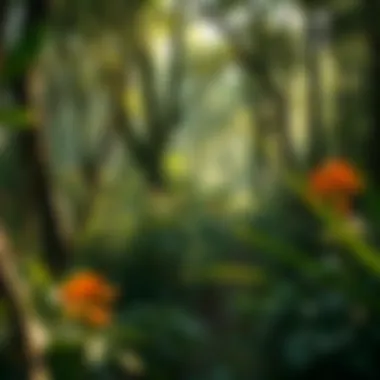 Flourishing Forest of Conservation A flourishing forest representing conservation efforts