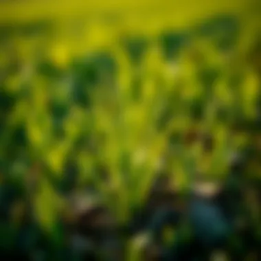 Notable The Impact of Fertilizing Dormant Grass: Techniques and Considerations Notable The Impact of Fertilizing Dormant Grass: Techniques and Considerations