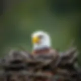 The Incubation Period of Eagles: A Comprehensive Overview Introduction